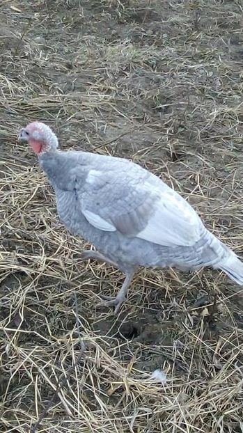 14997112_1623041794663314_370706252_n