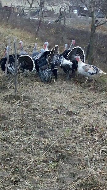 14961446_1623041707996656_1854584372_n - Curca closca