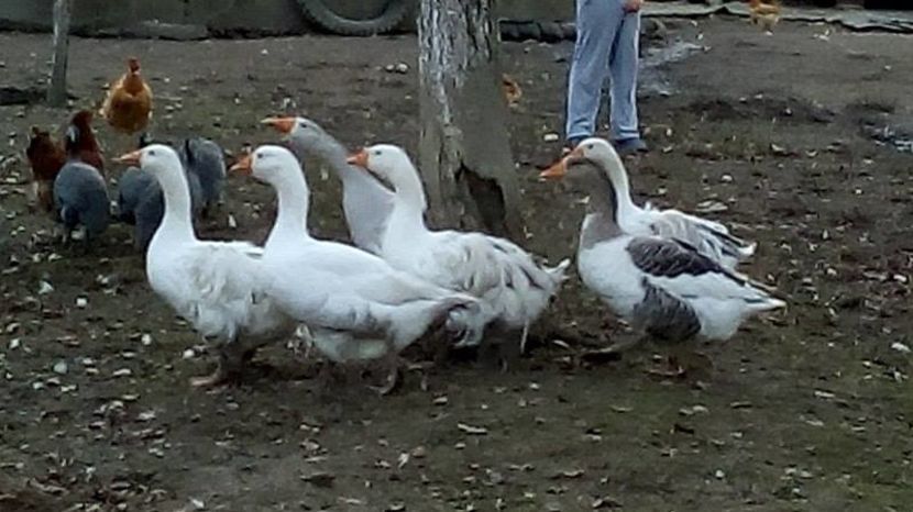 14958382_1623042001329960_635963348_n