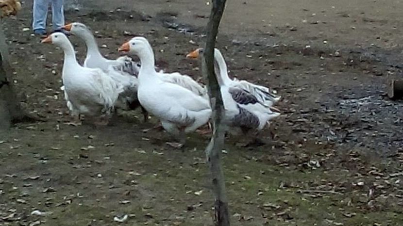 14971915_1623042044663289_1434778557_n