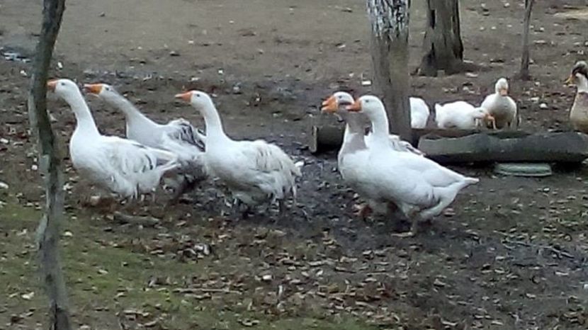 14971999_1623042051329955_451247111_n