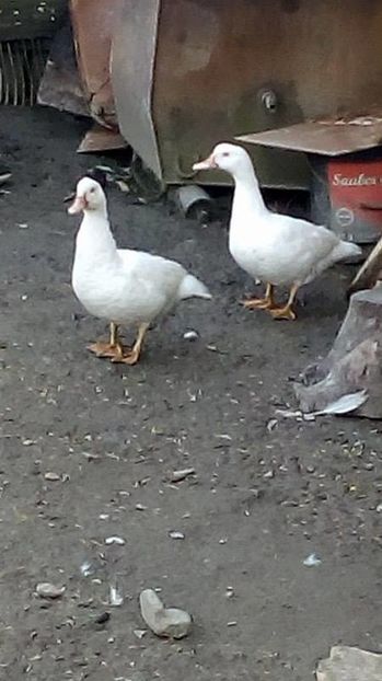 14937876_1623042347996592_1978951090_n