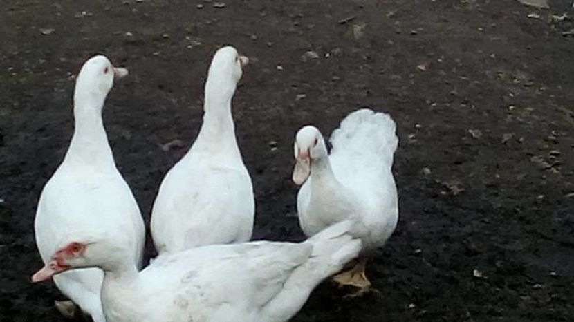 Nu pot sa-i deosebesc , cine ma poate ajuta?