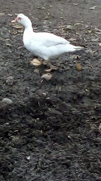 14962890_1623042154663278_382419462_n