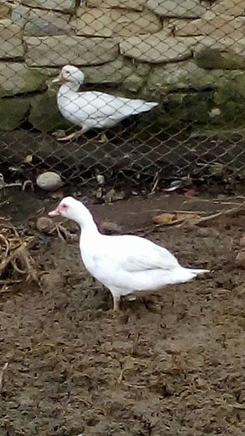 14971167_1623042131329947_137126090_n