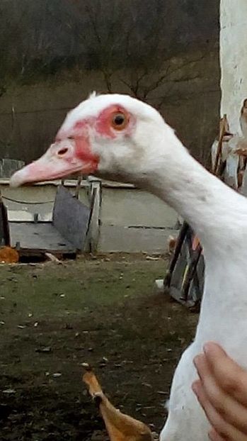 14996555_1623042304663263_1498010302_n