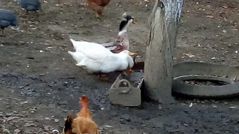 14937901_1623041951329965_1291959360_n