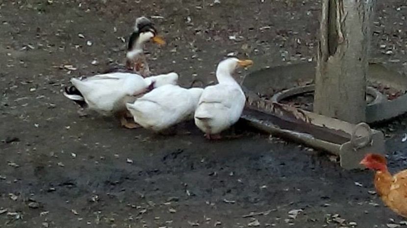 14962296_1623041937996633_1554285673_n