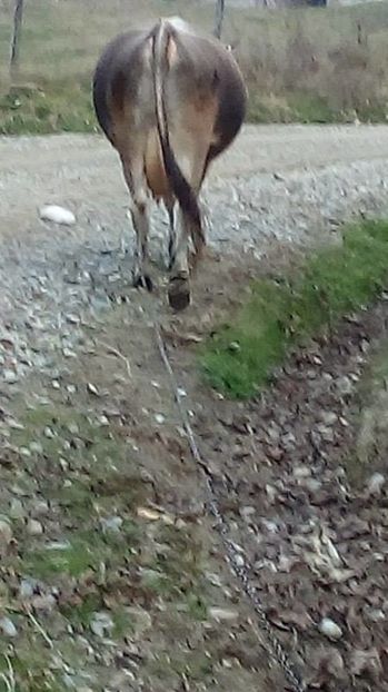 14937169_1623041447996682_987499584_n