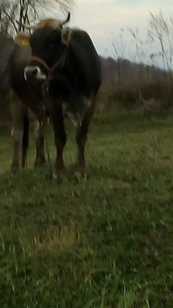 14961557_1623041497996677_1976564138_n