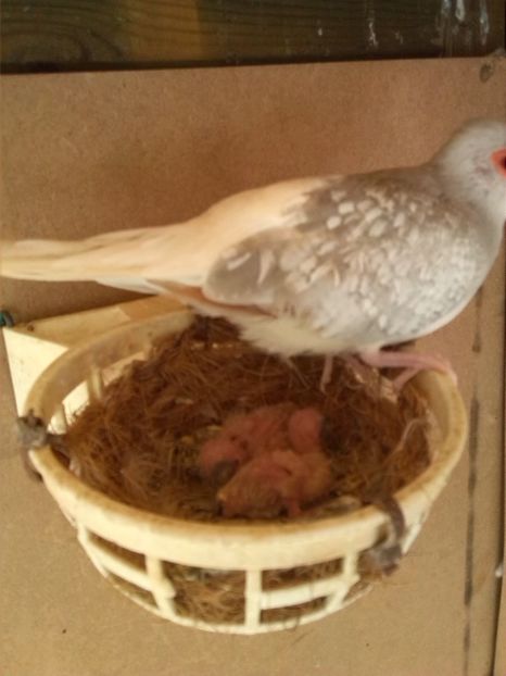 Turturele diamant - Amintiri