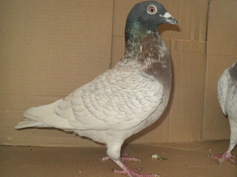 Picture 511 - porumbei voiajori culori rare