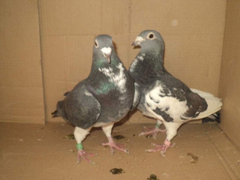 Picture 520 - porumbei voiajori culori rare