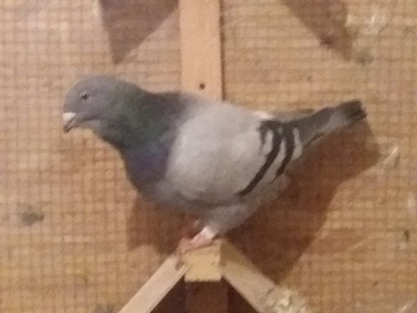 IMG-20161106-WA0034; M 2016
