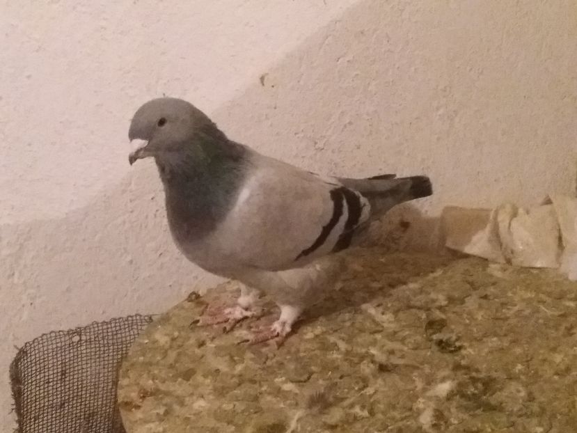 IMG-20161106-WA0028; M 2016
