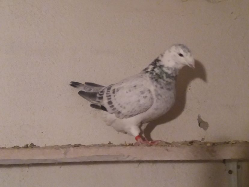 IMG-20161106-WA0002; F 2016
