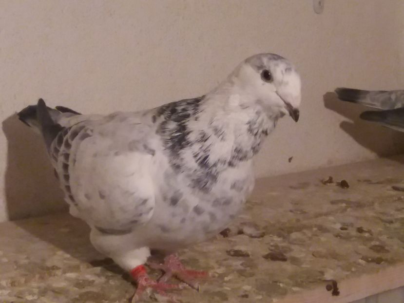 IMG-20161106-WA0010; F 2016
