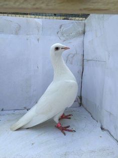 UA08F-70 lei-vandut-Tarhoaca C.-Ianca Br