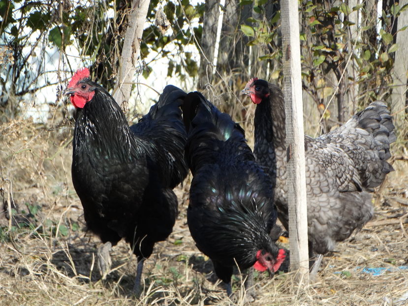  - Australorp