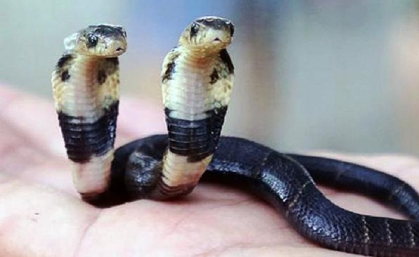 two-headed cobra; A Chinese snake breeder has discovered a two-headed cobra snake on his farm in Yulin, southern China.
