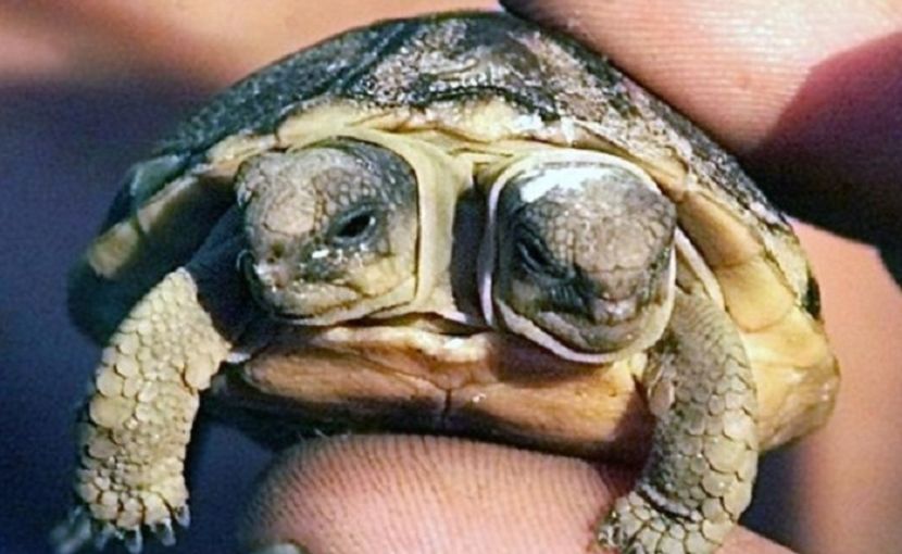 two-headed tortoise - NATURA ȘI SURPRIZELE EI