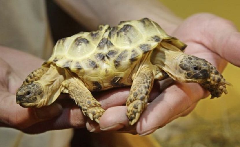 two-headed tortoise - NATURA ȘI SURPRIZELE EI