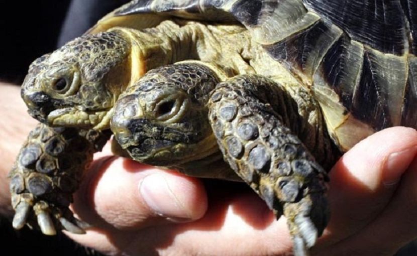 two-headed tortoise - NATURA ȘI SURPRIZELE EI