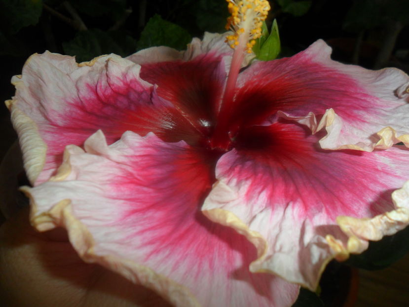  - hibiscusi 2016 -9