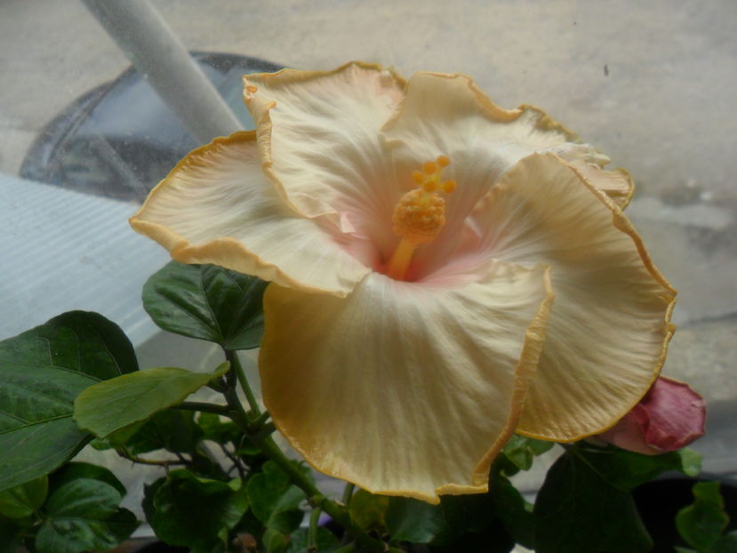  - hibiscusi 2016 -9