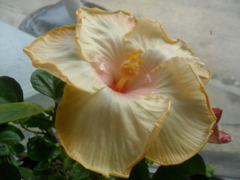  - hibiscusi 2016 -9