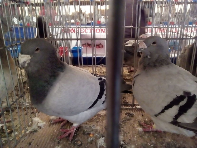  - Expozitia indagra oct 2016