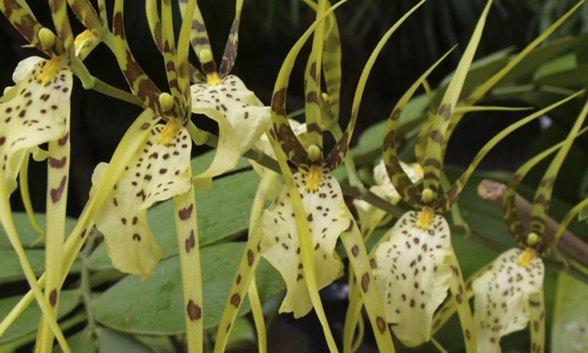 Brassia-750x450