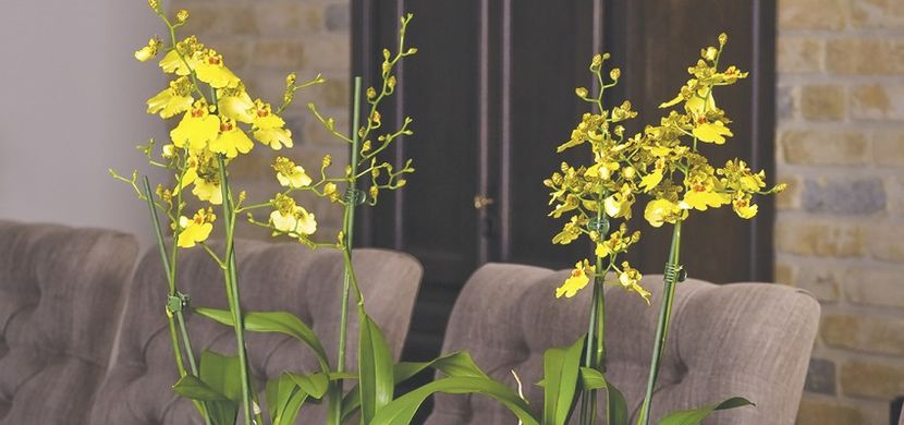 Oncidium-small-Img1914-1-850x400 - Imi doresc o achizitie 2017