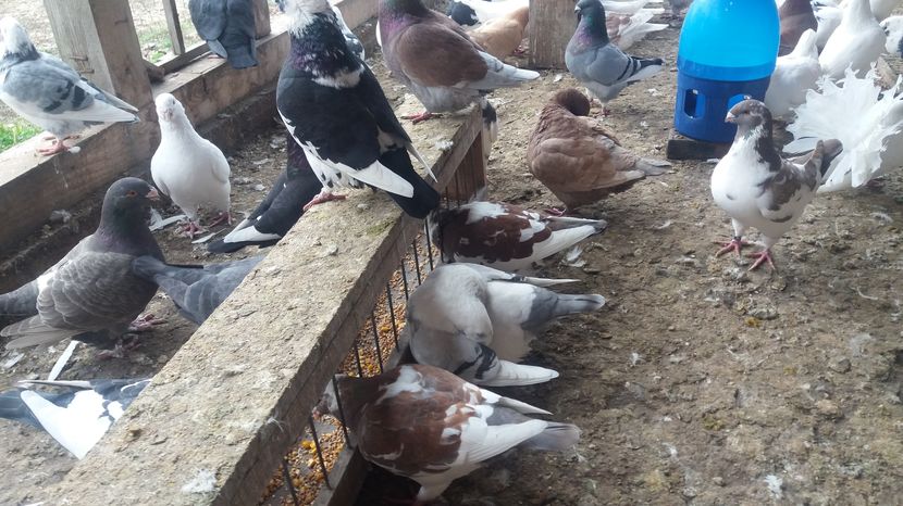  - Porumbeii mei la baie