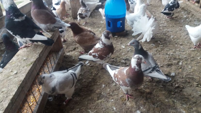  - Porumbeii mei la baie