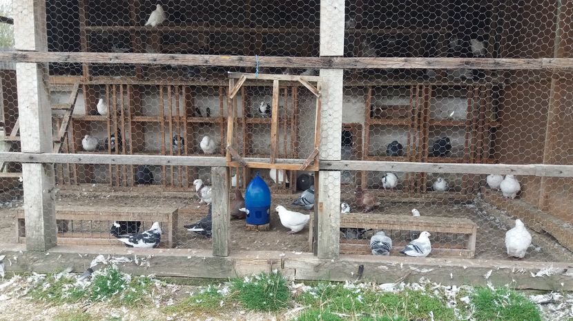  - Porumbeii mei la baie