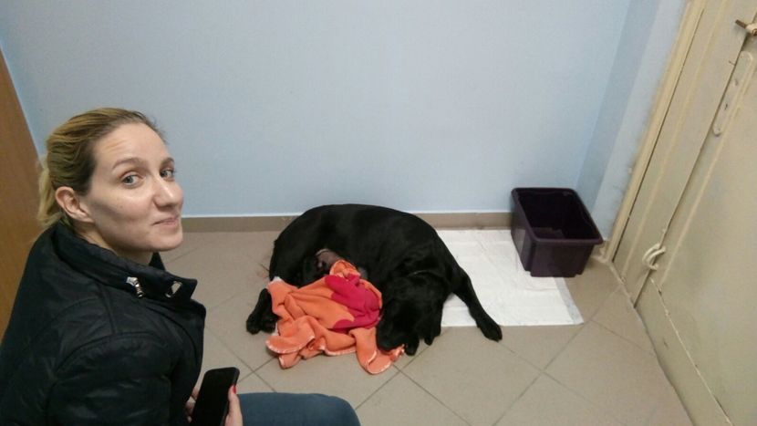 la doctor,un pui nu vrea sa vina - 1 labrador retriever Povestea Clarei si a lui Bubu