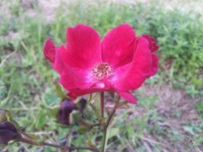 Alcantara - Colectie trandafiri 2016