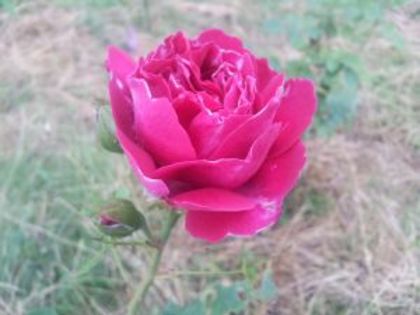 Baron Girod2 - Colectie trandafiri 2016