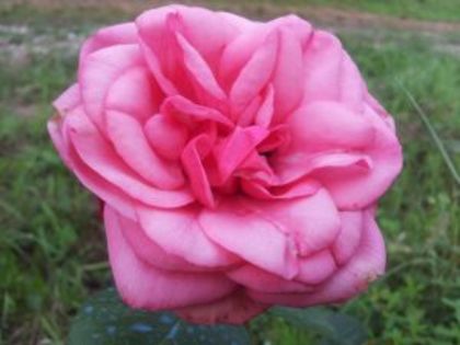 Baronesse - Colectie trandafiri 2016