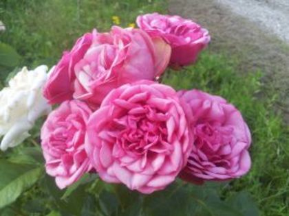 Baronesse3 - Colectie trandafiri 2016