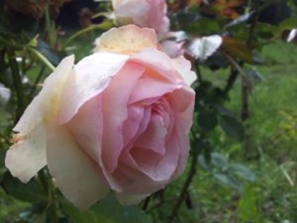 Eden Rose - Colectie trandafiri 2016