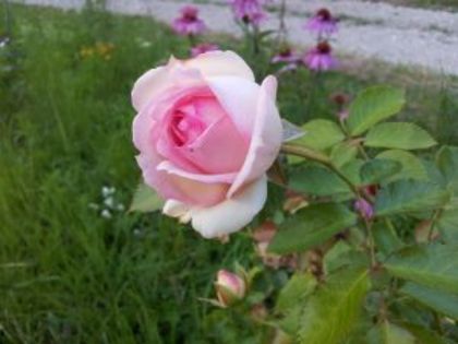 Eden Rose5 - Colectie trandafiri 2016