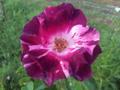 Purple Splash