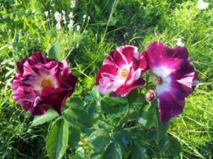 Purple Splash4