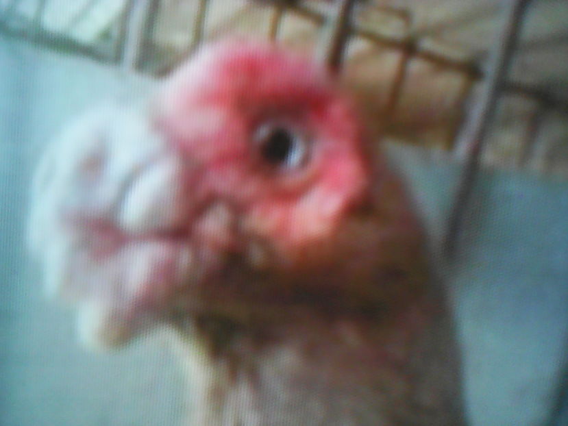  - B E R B E R I  ---    BARBS  PIGEONS