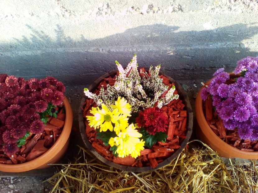  - curtea cu toate cele 2016