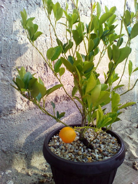  - curtea cu toate cele 2016