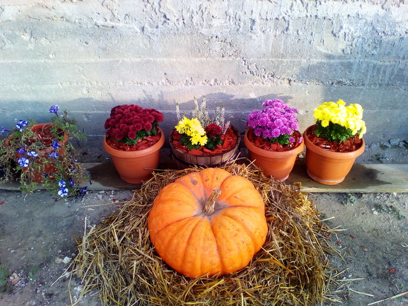 asa am intampinat eu Halloween-ul - curtea cu toate cele 2016