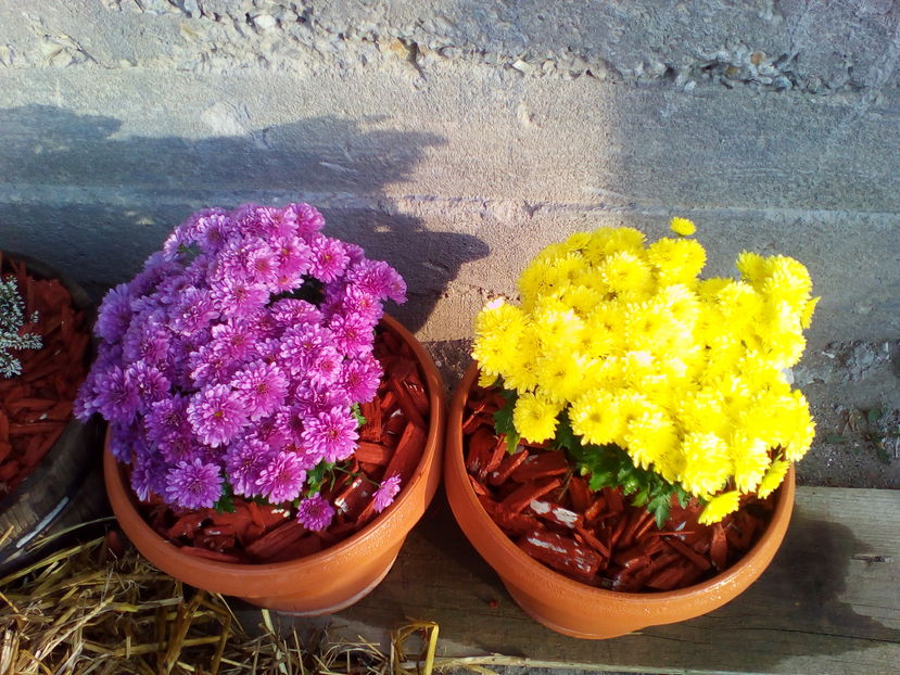  - curtea cu toate cele 2016